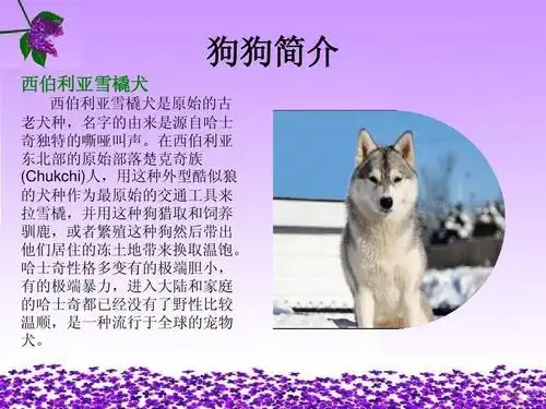 狗介绍ppt 宠物狗介绍,一定有你喜欢的内容 狗狗简介 西伯利亚雪橇犬