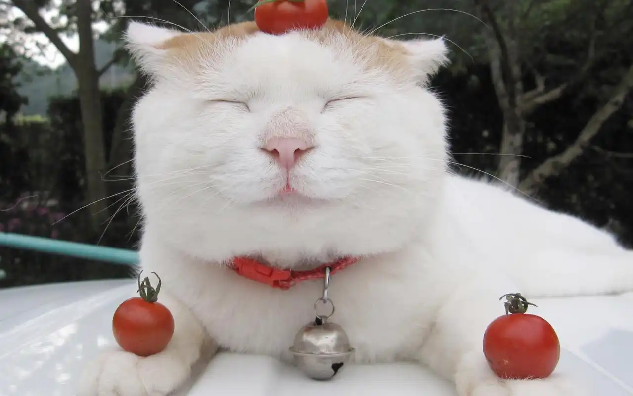 可爱的白色大肥猫眯眼卖萌搞笑高清图片电脑桌面壁纸(1)