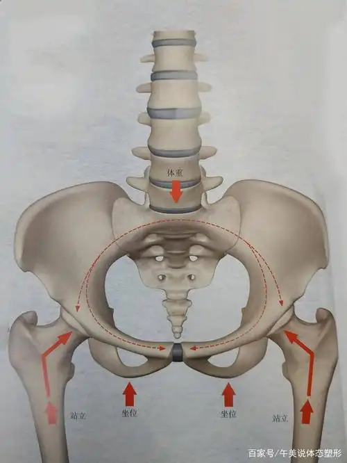 羡慕别人走猫步?这是骨盆不稳,3个动作,增强骨盆稳定性