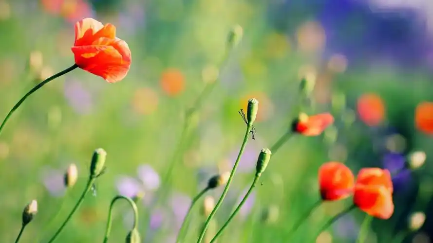 鲜花,鲜花,花卉,电脑壁纸,壁纸好看的鲜花图片