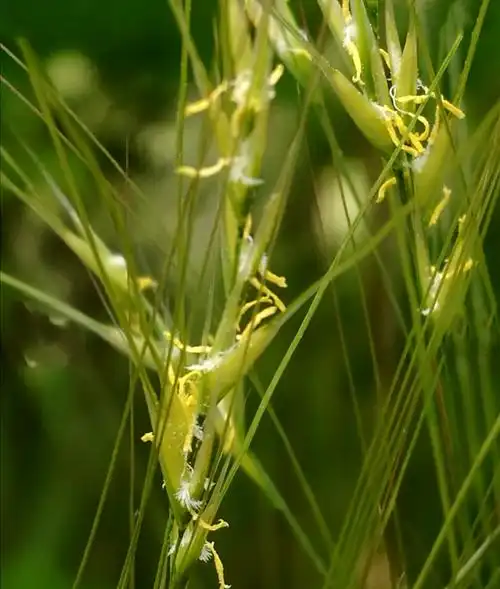 p>大针茅(学名: i>stipa grandis /i> p.a. smirn.