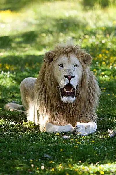 狮子图片_图片大全