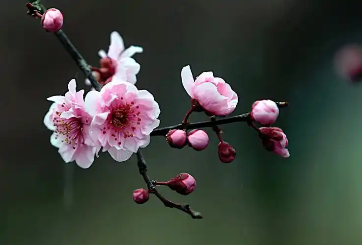 上海植物园---美人梅2021.2.27 - 美篇