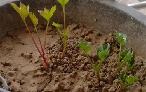 牡丹种子如何快速发芽 - 农业种植网