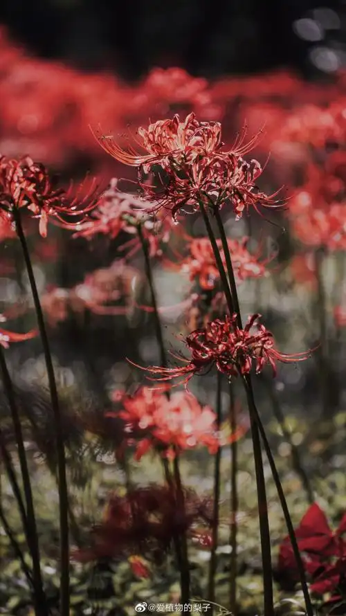 彼岸花 - 堆糖,美图壁纸兴趣社区