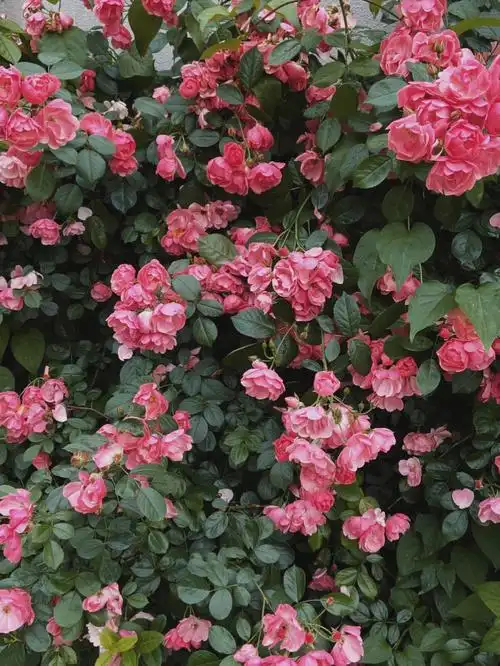 1080_1439竖版 竖屏