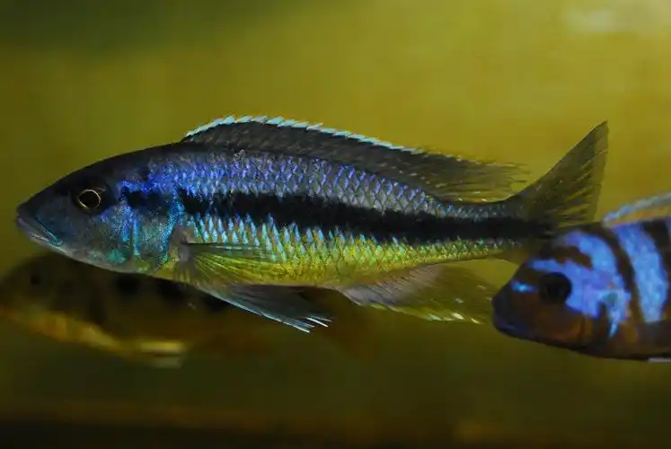 三湖马鲷---圣安娜