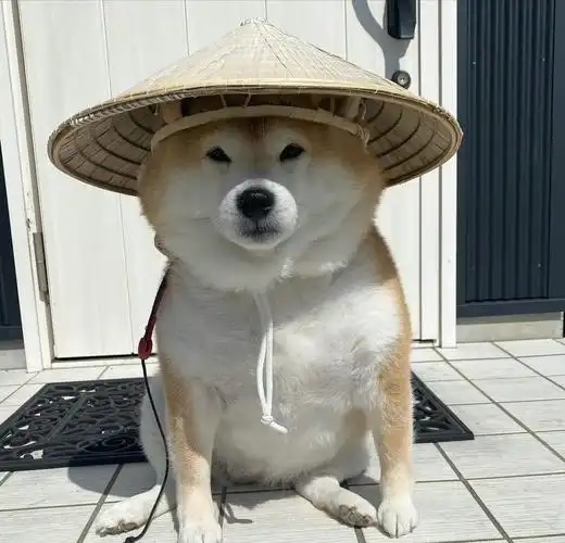 可爱又迷人(沙雕)的狗狗头像 - 知乎