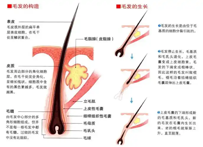 皮肤附属器官解剖知识 // naha芳疗师认证考试