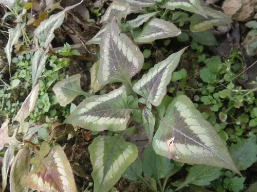 一味中药治疗跌打损伤率试率验可惜不知道是什么名字