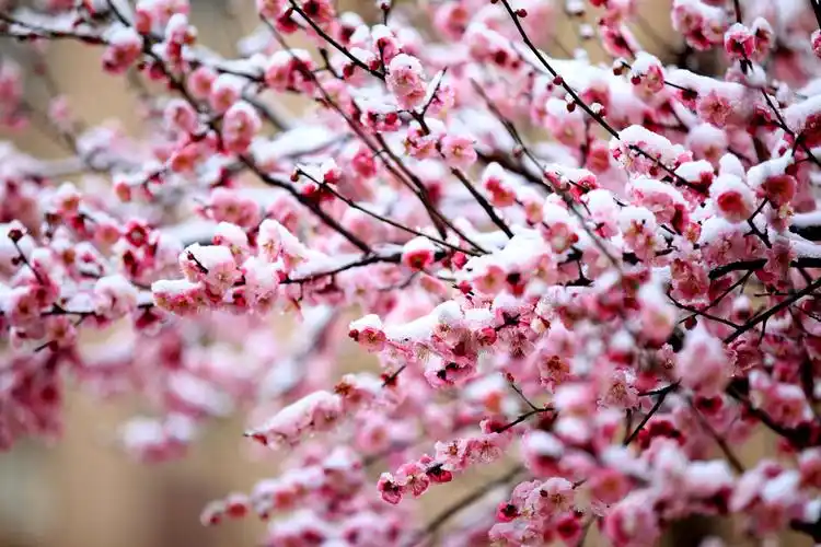 其它 傲雪寒梅 武汉加油 写美篇漫天飞雪压枝红 梅花含笑玉雪丛 不畏