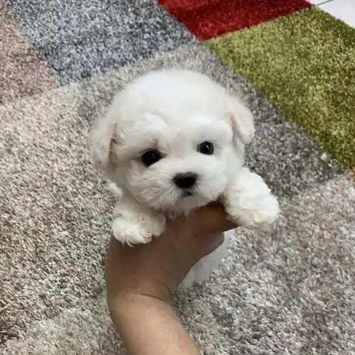 敲可爱的小奶狗#路边小狗的名字取决于朋友