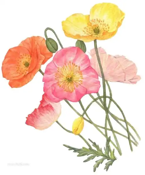卡通手绘罂粟花花朵花卉png免抠素材