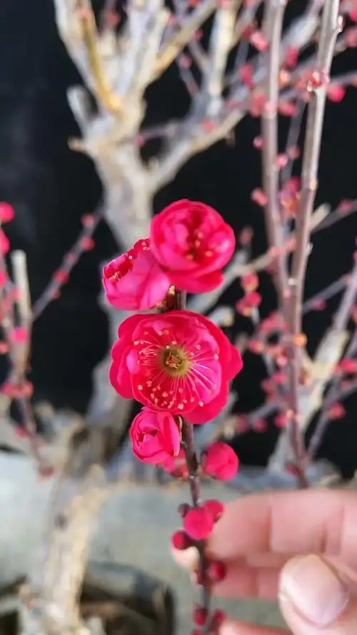 精品乌梅开花了花友们喜欢这款梅花吗