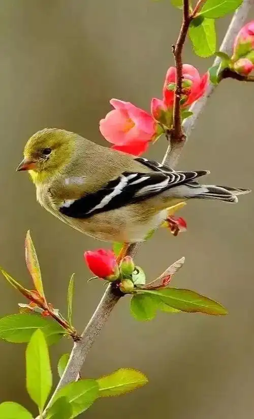 鸟语花香人间仙境