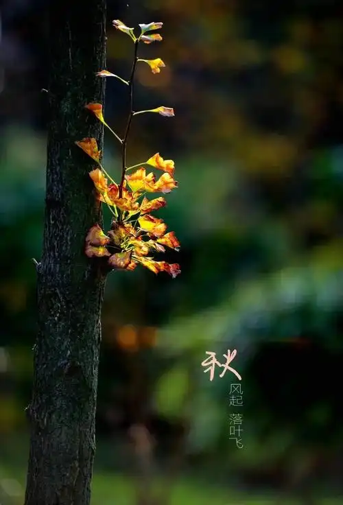 秋分时节,万物秋意浓