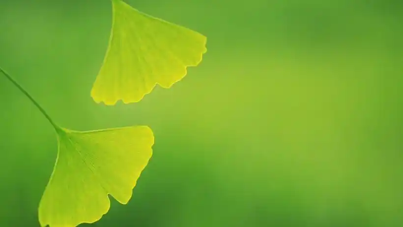 护眼的绿色植物图片第1张