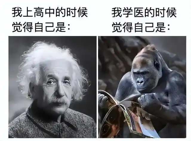 医学生用"梗图"吐槽学医难,堪称人间真实,想学医的了解一下