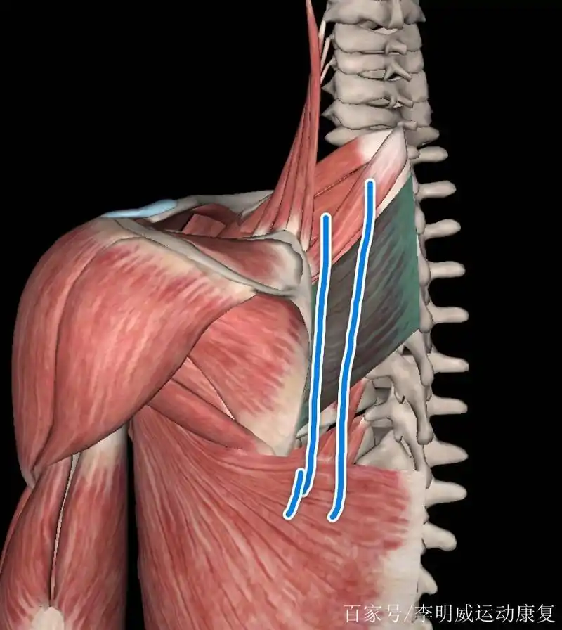后背肩胛骨内侧疼怎么办?
