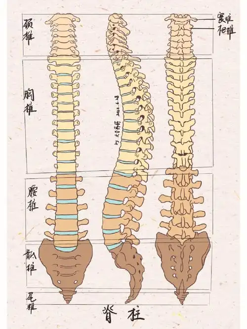 人体解剖学笔记9一根脊柱一个科室