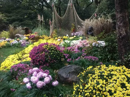 11.16.杭州植物园一日游.看菊花展.