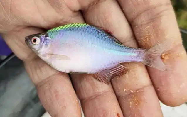 最大的鳑鲏鱼能长多大?