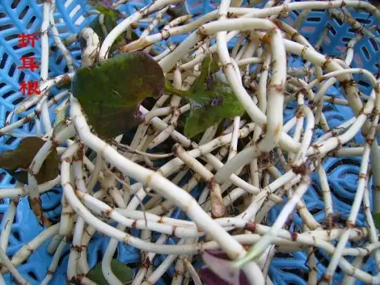 鱼腥草的副作用及临床应用图