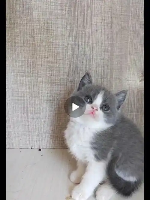 这个英短蓝白猫,600块钱,值吗?白围脖,正八字.我该不该买下它.