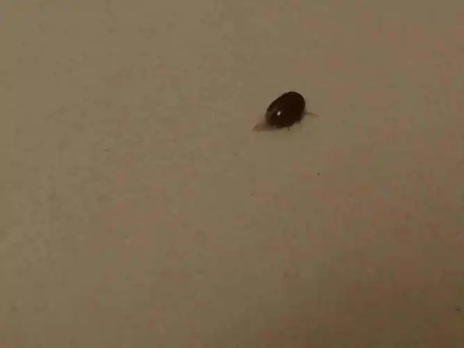 请问这是什么虫子,怎么处理?