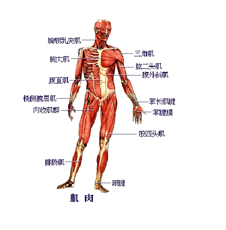 人体主要肌肉
