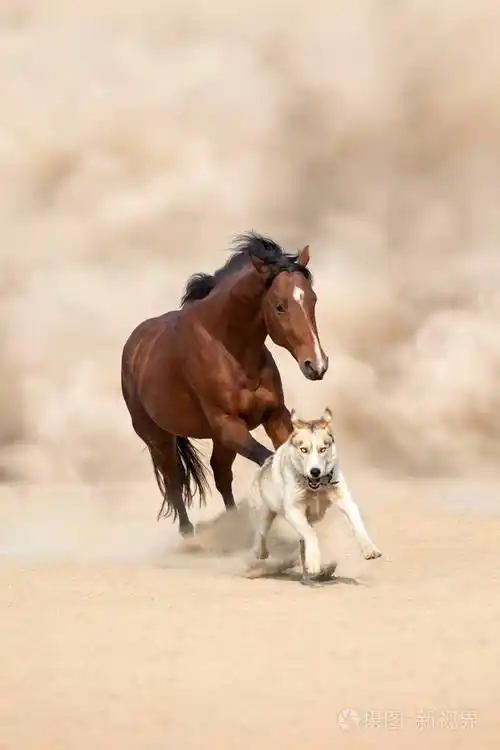 马和狗在沙漠中奔跑