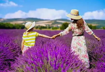 母亲孩子背影法国普罗旺斯的薰衣草地里,年轻的母亲和女儿手牵着手的