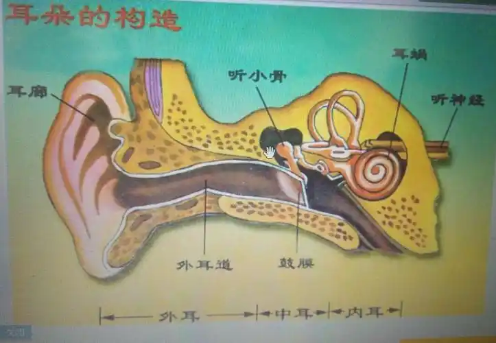 让我们一起看看耳朵的构造