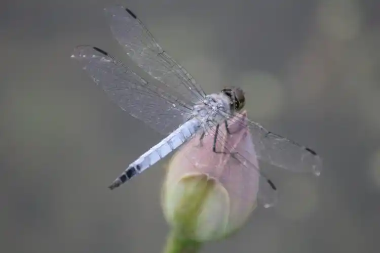 蜻蜓点水 - 自然类 摄影大赛2015 - 国家地理中文网