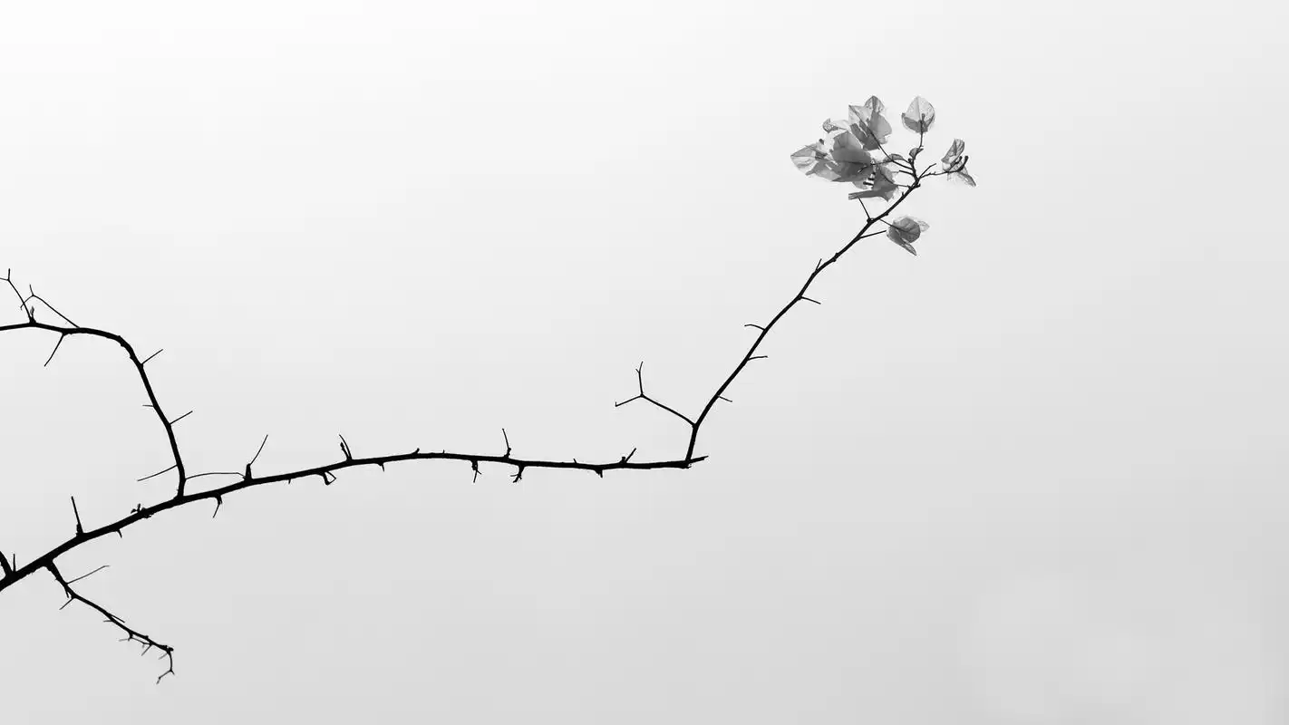 黑白色调植物花朵创意设计电脑桌面壁纸图片