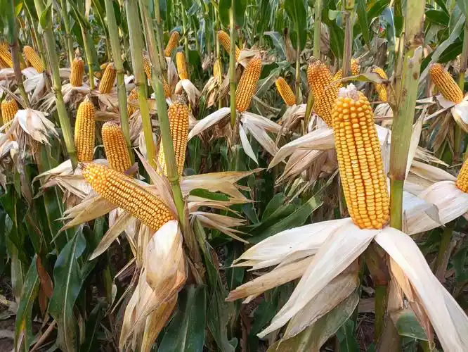 河南玉米良种联合攻关项目新品种展示观摩在鹤壁市举行