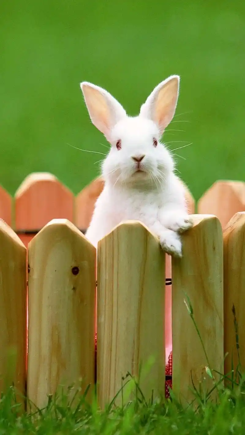 兔子,可爱动物,呆萌,萌萌哒,萌宠,手机壁纸可爱萌兔子