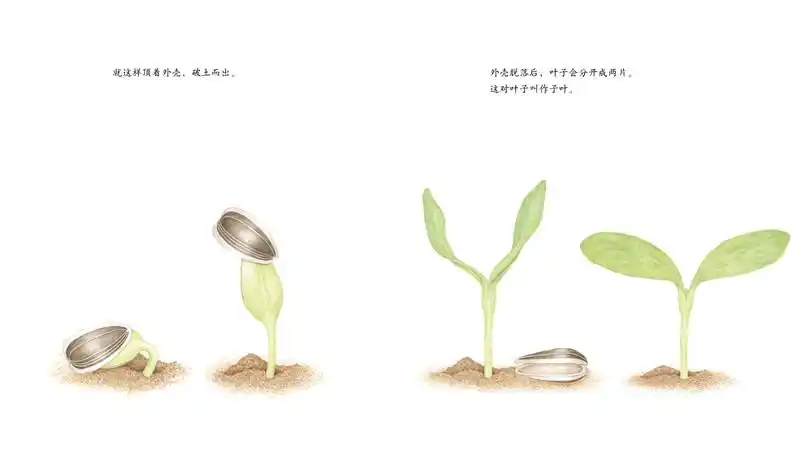 向日葵绘本一粒种子的旅程爱心树精硬壳故事书幼儿园2-3-6-8岁儿童