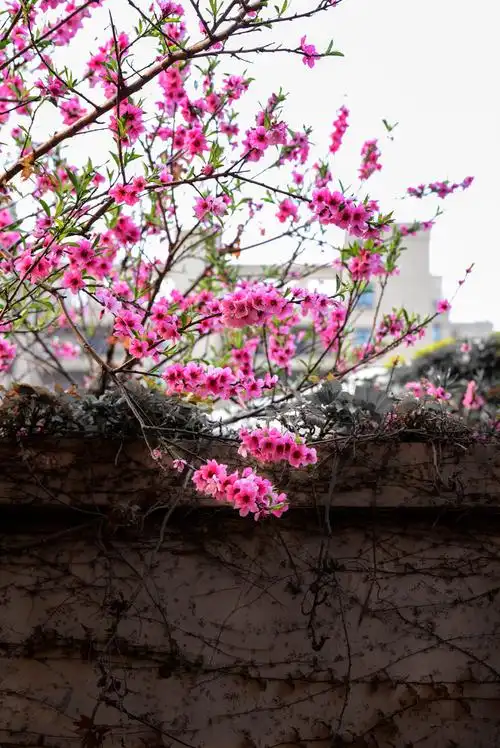 墙外的桃花开了枝条探到我家院子里这预视着