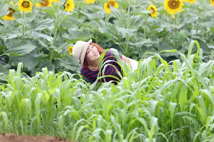 葵花美女,拍摄时间2020年6月21号