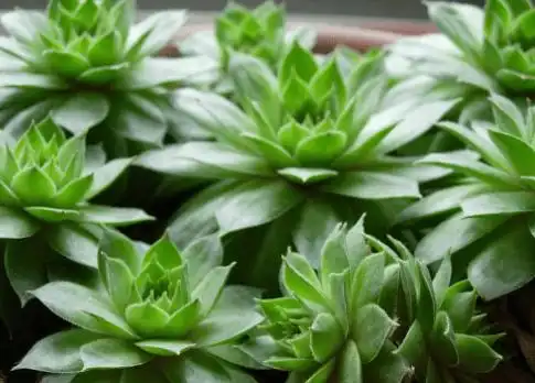 养佛座莲要注意什么?