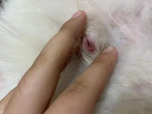 【讨论】求助,公狗的jj这里怎么了,红红的