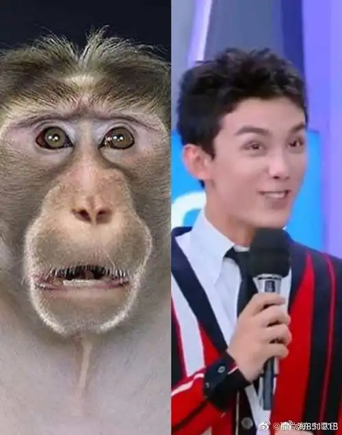 吴磊是猴子后代?