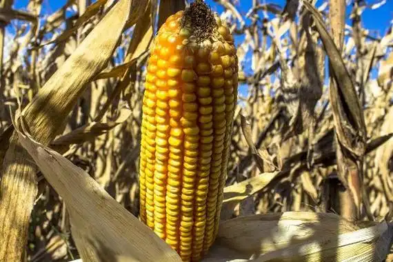 沃玉111玉米种简介适合哪里种植产量如何