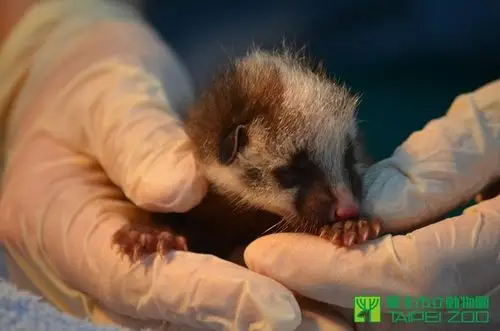 倾倒树木间听到哭叫声 动物园救了未开眼白鼻心宝宝