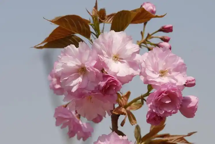 春天的花朵15-八重紫樱