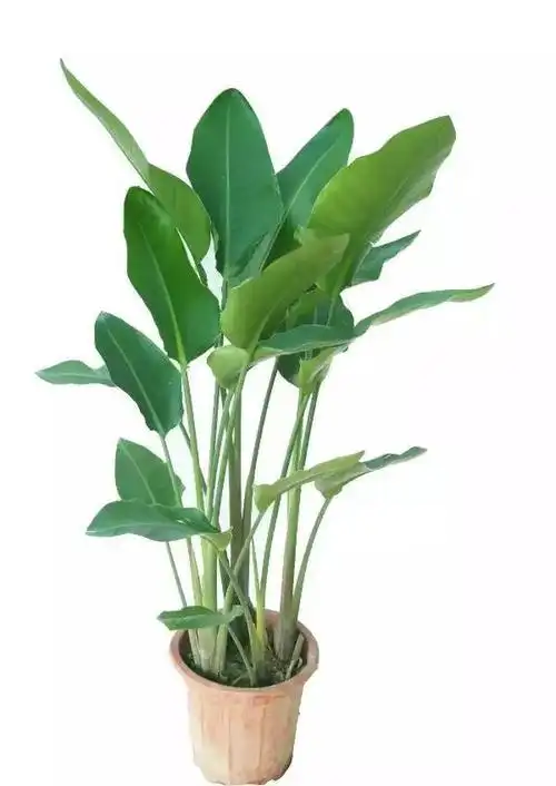 伽罗jalo 尼古拉鹤望兰