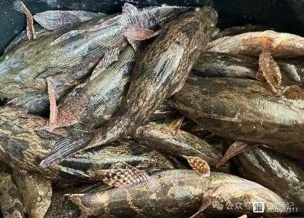 一夜暴富云南水库惊现大量笋壳鱼男子夜钓爆连不断