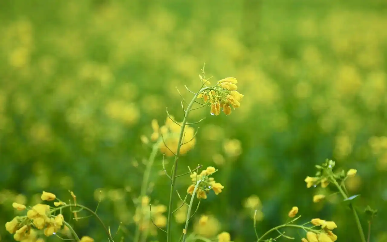 绿色清新护眼最新壁纸_蓝天白云的幻想