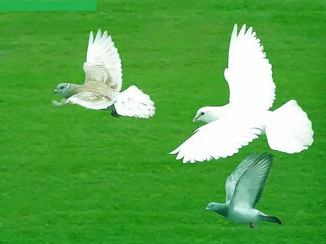 图片页_百度百科